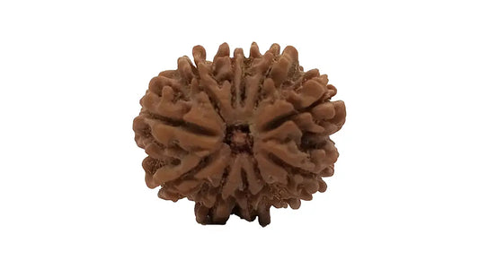 11 Mukhi Rudraksha