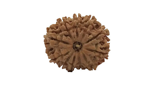 11 Mukhi Rudraksha