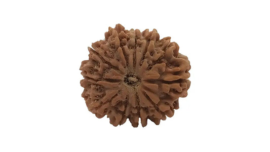 11 Mukhi Rudraksha