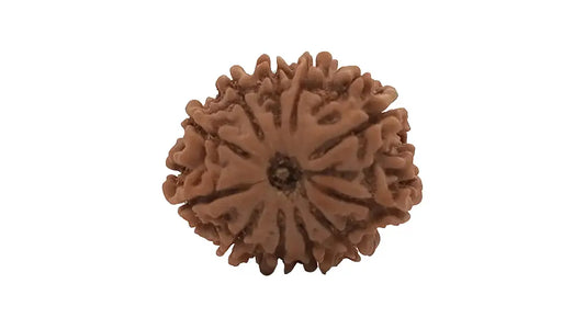 11 Mukhi Rudraksha
