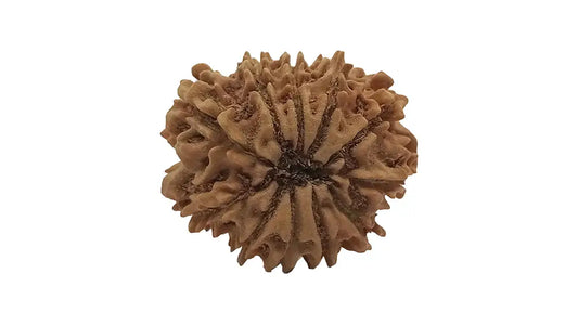 11 Mukhi Rudraksha