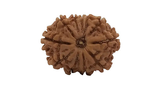 11 Mukhi Rudraksha