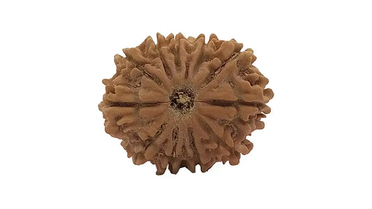 11 Mukhi Rudraksha