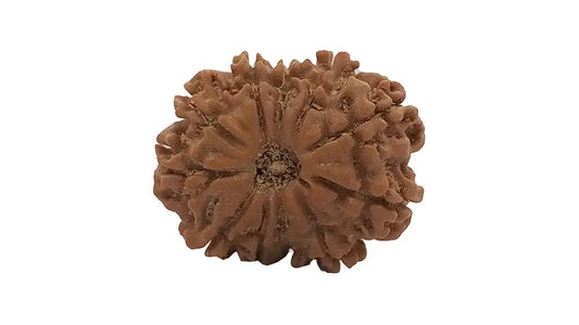 11 Mukhi Rudraksha