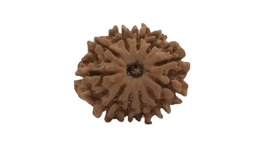11 Mukhi Rudraksha