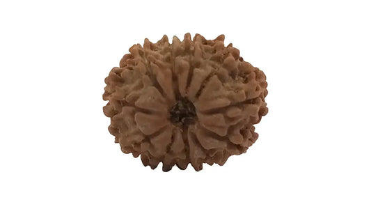 11 Mukhi Rudraksha