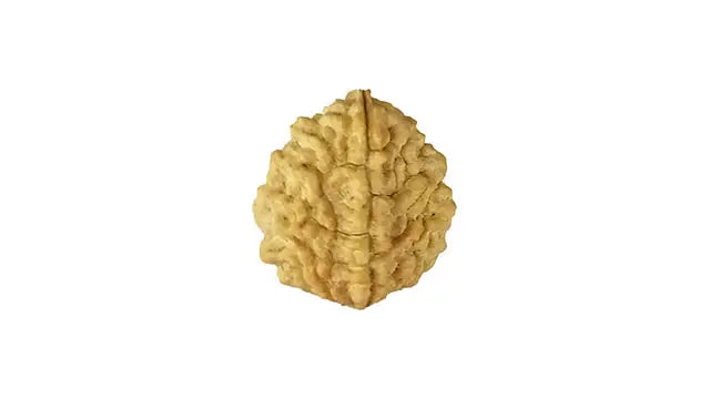 2 Mukhi Rudraksha