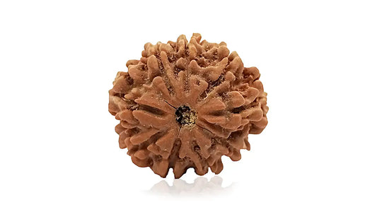 9 Mukhi Rudraksha