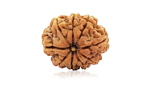 9 Mukhi Rudraksha