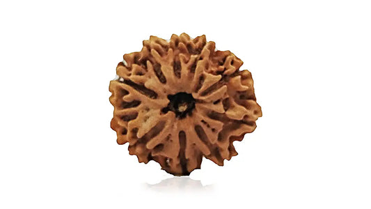 9 Mukhi Rudraksha