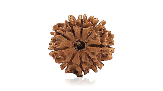 9 Mukhi Rudraksha