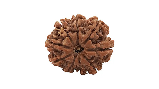9 Mukhi Rudraksha