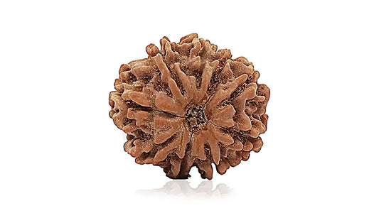 9 Mukhi Rudraksha