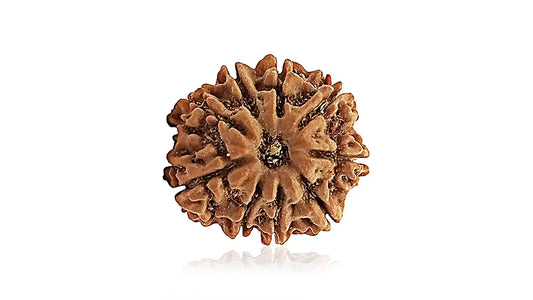 9 Mukhi Rudraksha