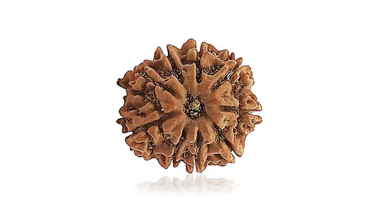 9 Mukhi Rudraksha