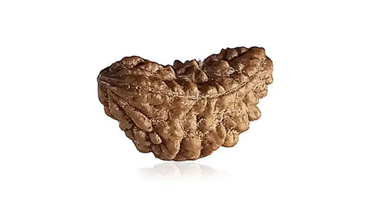 2 mukhi Rudraksha (Half Moon Shape)