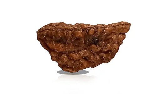 2 Mukhi Rudraksha (Half Moon Shape)