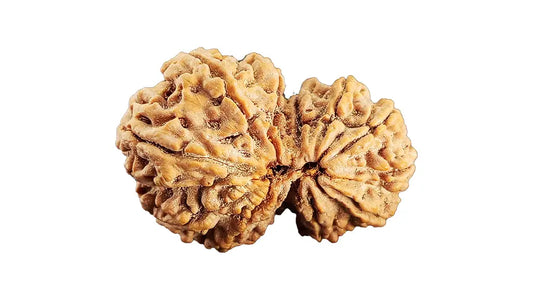 13 Mukhi Gauri Shankar Rudraksha