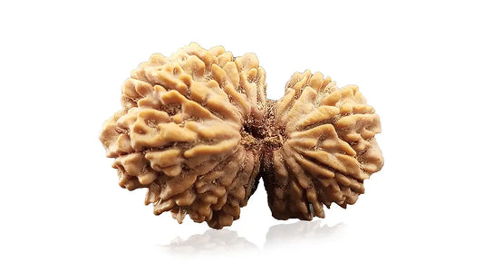 13 Mukhi Gauri Shankar Rudraksha