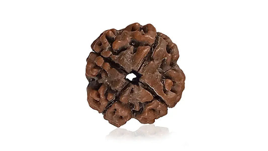 3 Mukhi Rudraksha