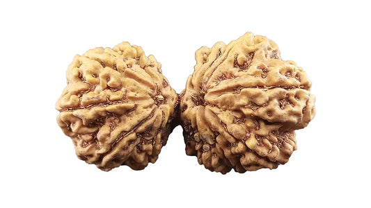 13 Mukhi Gauri Shankar Rudraksha