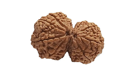 12 Mukhi Gauri Shankar Rudraksha
