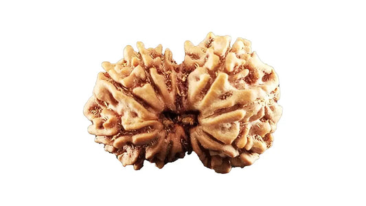 12 Mukhi Gauri Shankar Rudraksha