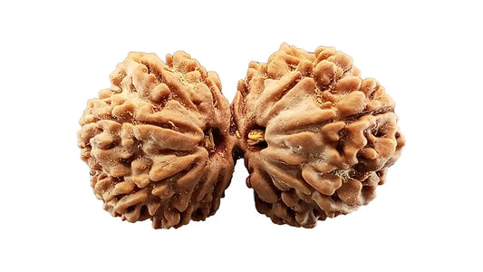 12 Mukhi Gauri Shankar Rudraksha