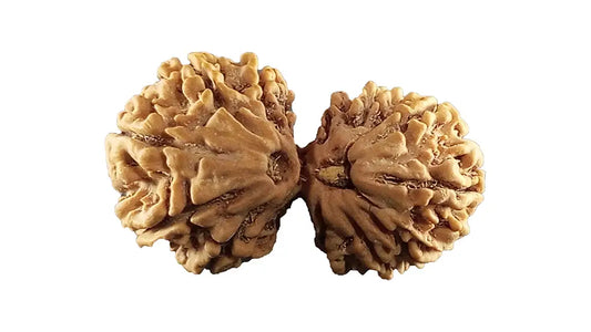 12 Mukhi Gauri Shankar Rudraksha
