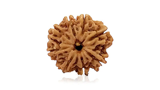 8 Mukhi Rudraksha