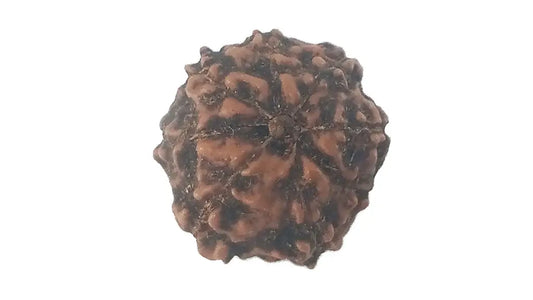 8 Mukhi Rudraksha