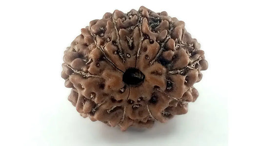10 Mukhi Rudraksha