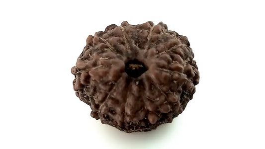 10 Mukhi Rudraksha