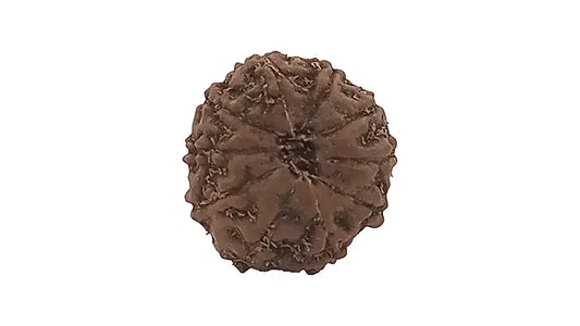 10 Mukhi Rudraksha