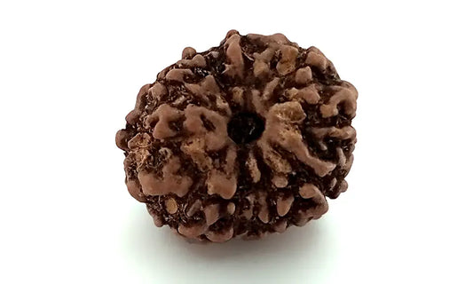10 Mukhi Rudraksha