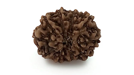 10 Mukhi Rudraksha