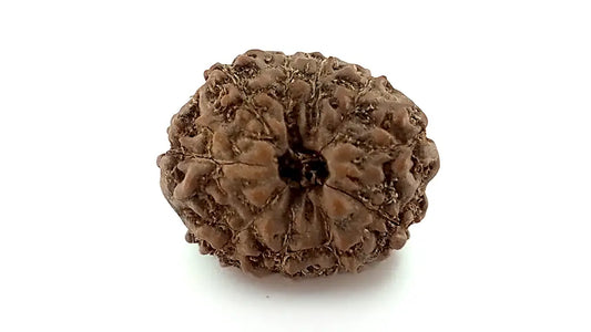 10 Mukhi Rudraksha