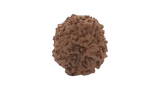 10 Mukhi Rudraksha