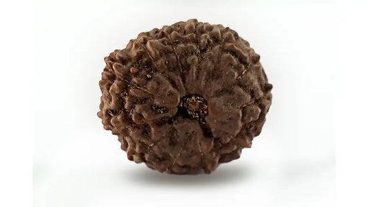 12 Mukhi Rudraksha