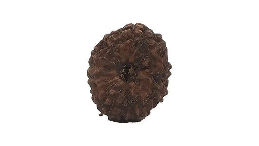11 Mukhi Rudraksha