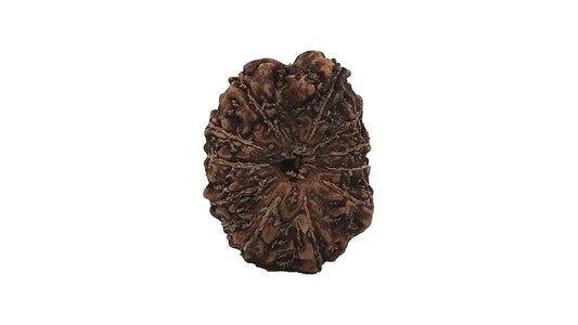 11 Mukhi Rudraksha