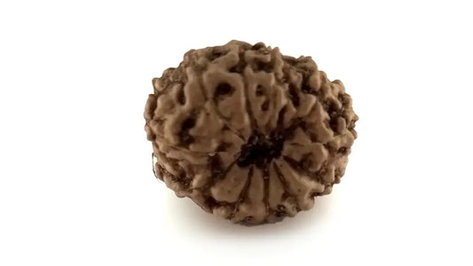 11 Mukhi Rudraksha
