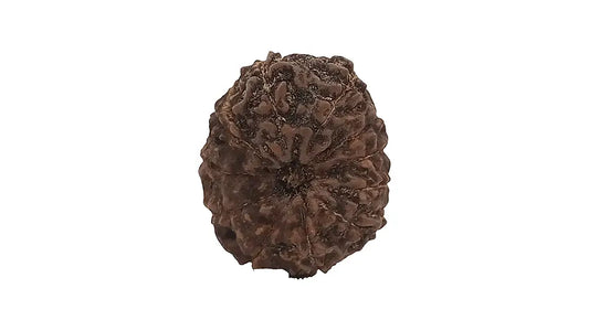 11 Mukhi Rudraksha