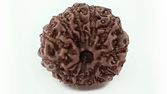 11 Mukhi Rudraksha