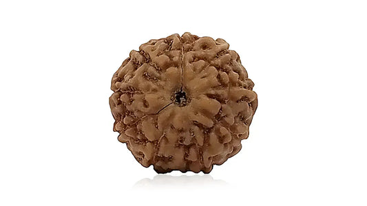 9 Mukhi Rudraksha