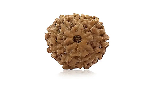 9 Mukhi Rudraksha