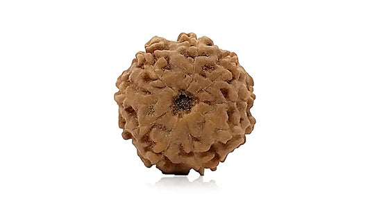 9 Mukhi Rudraksha