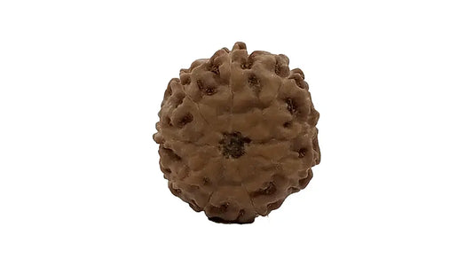 9 Mukhi Rudraksha