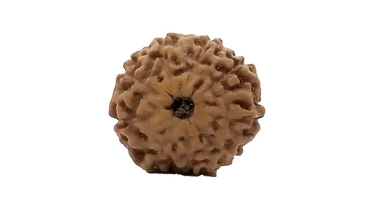 9 Mukhi Rudraksha