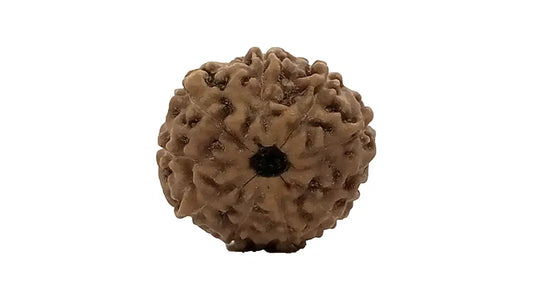 9 Mukhi Rudraksha